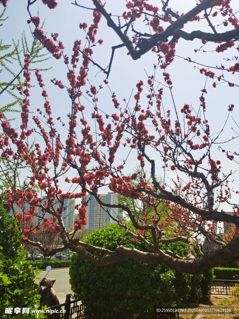 桃花