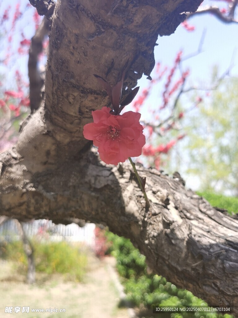樱花