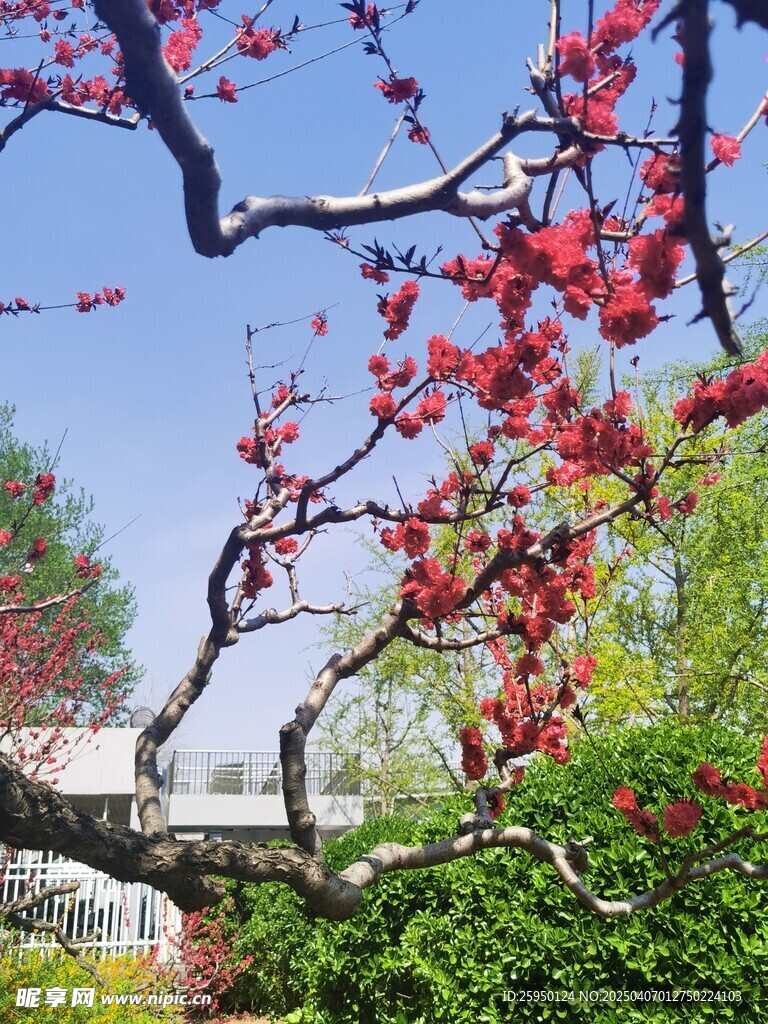 桃花