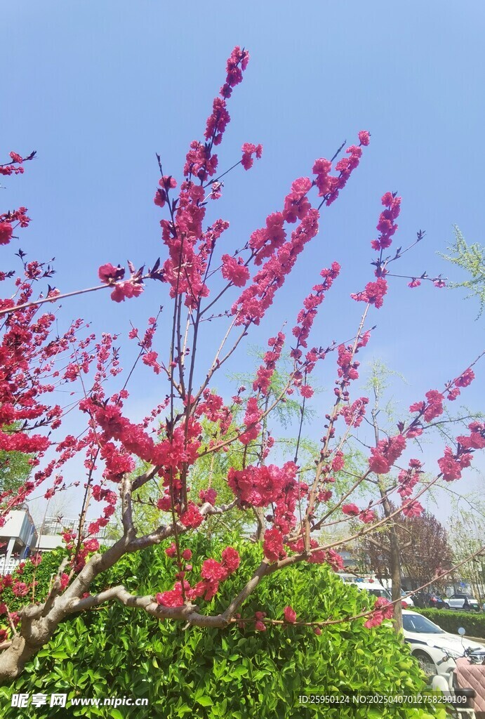 桃花 