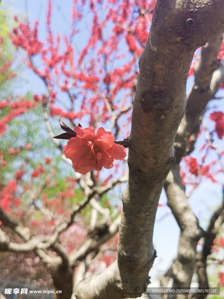 樱花