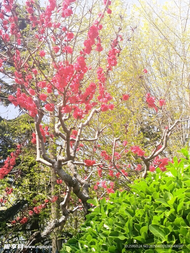 桃花