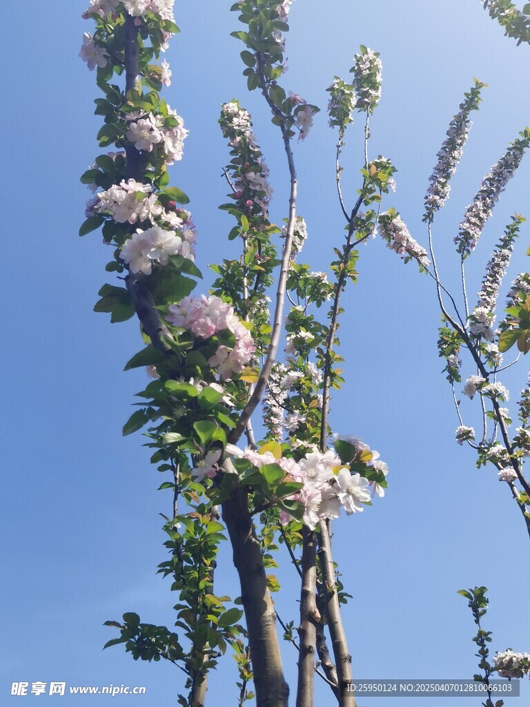 海棠花