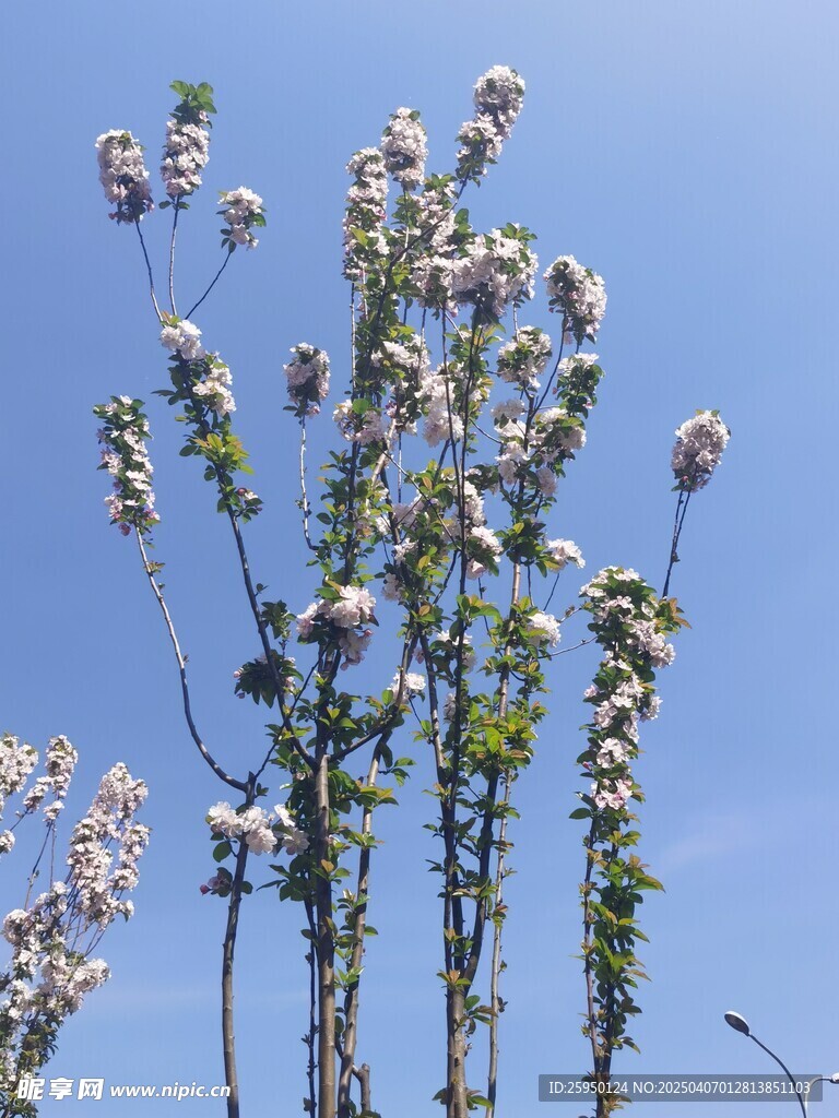 海棠花