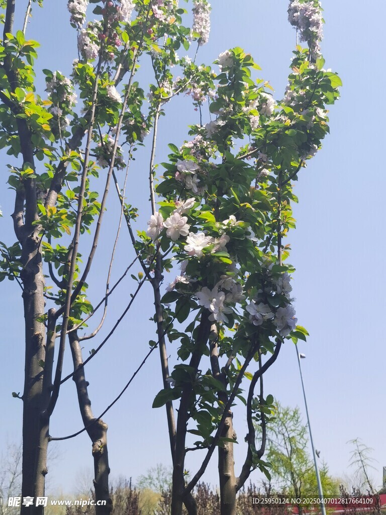 海棠花