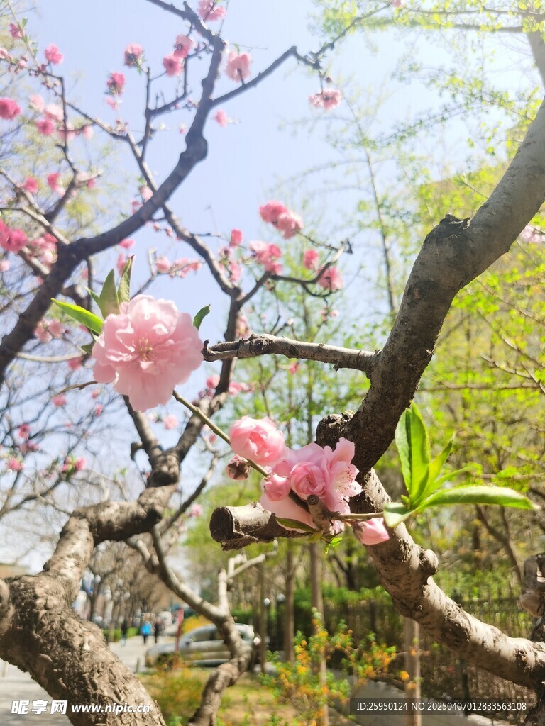 樱花 