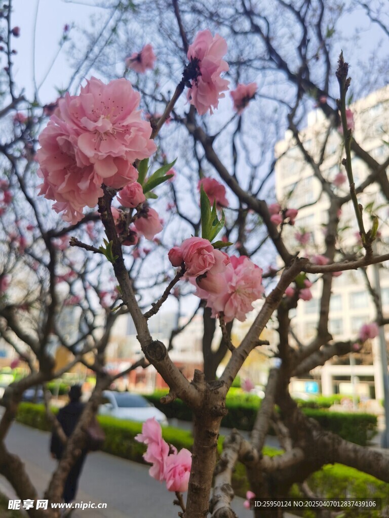 樱花 