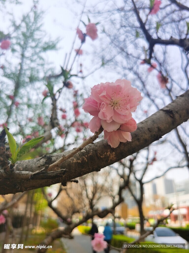 樱花