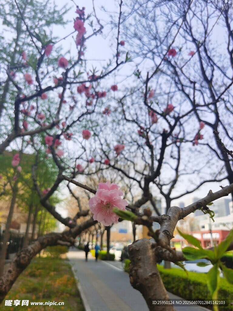 樱花
