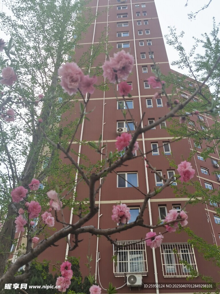 樱花
