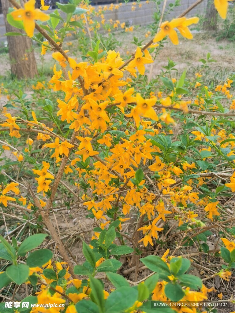 迎春花