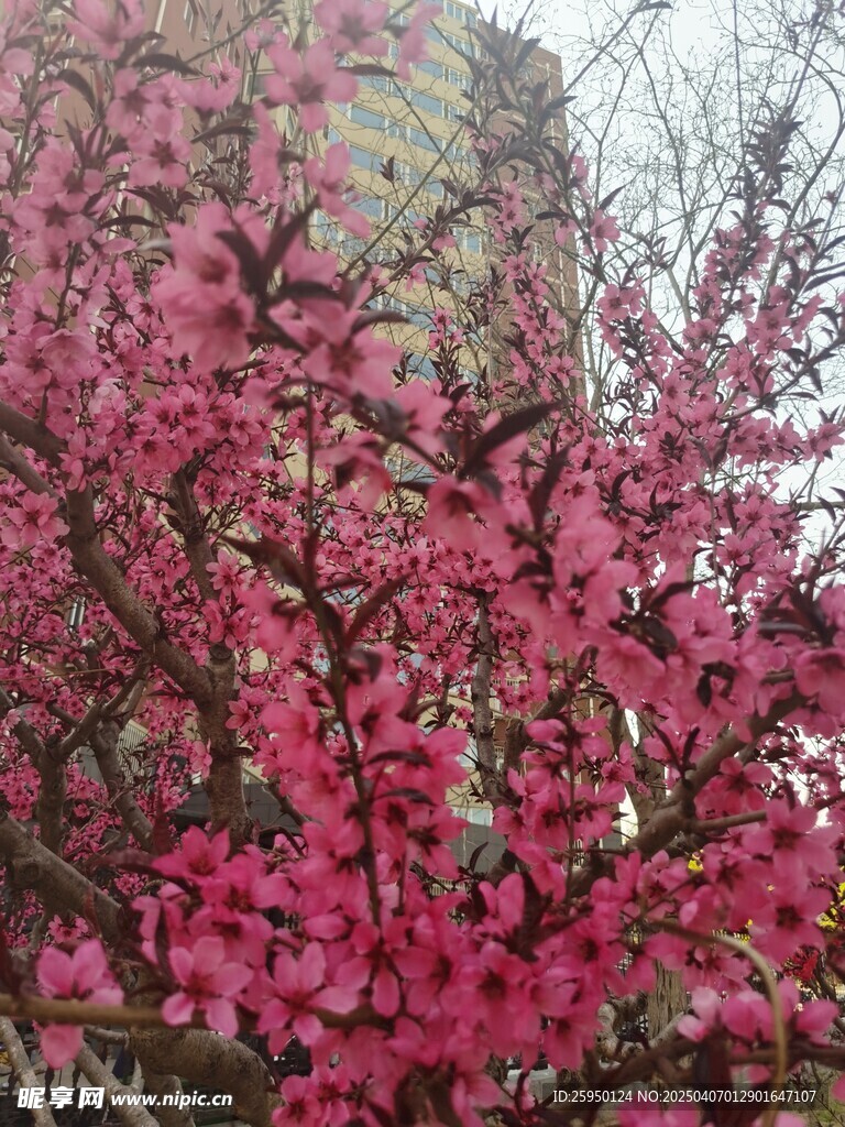 桃花