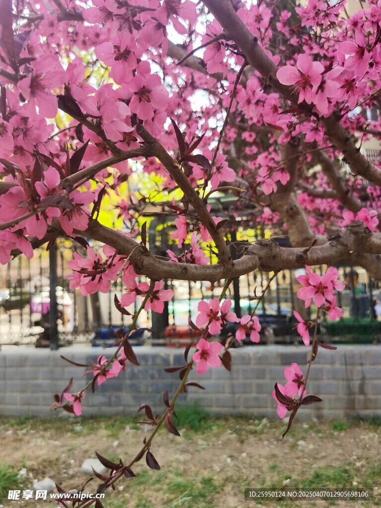 桃花