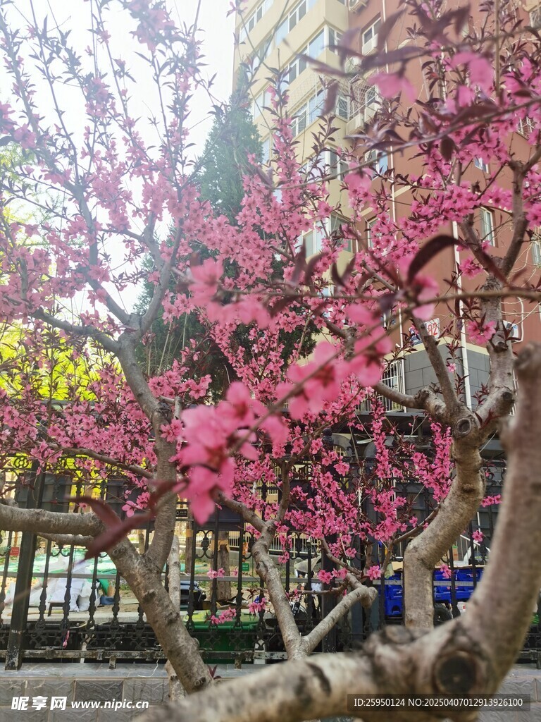 桃花