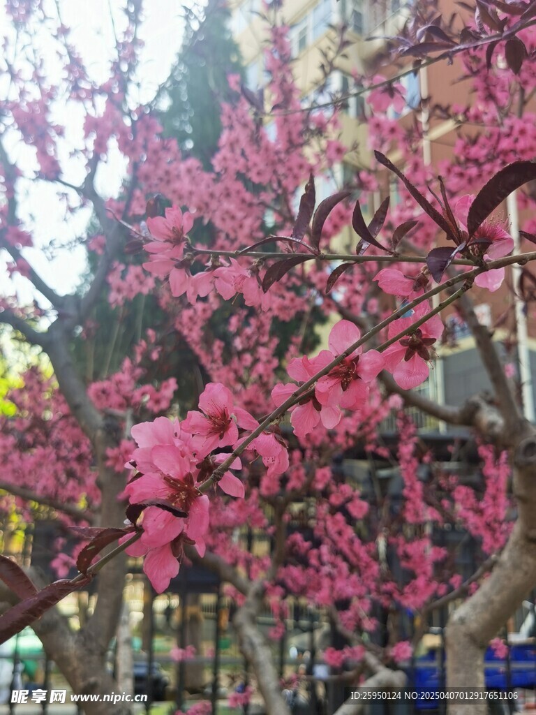 桃花