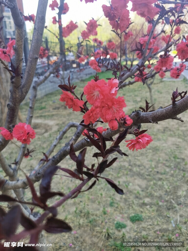 桃花