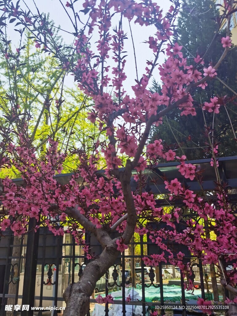 桃花 