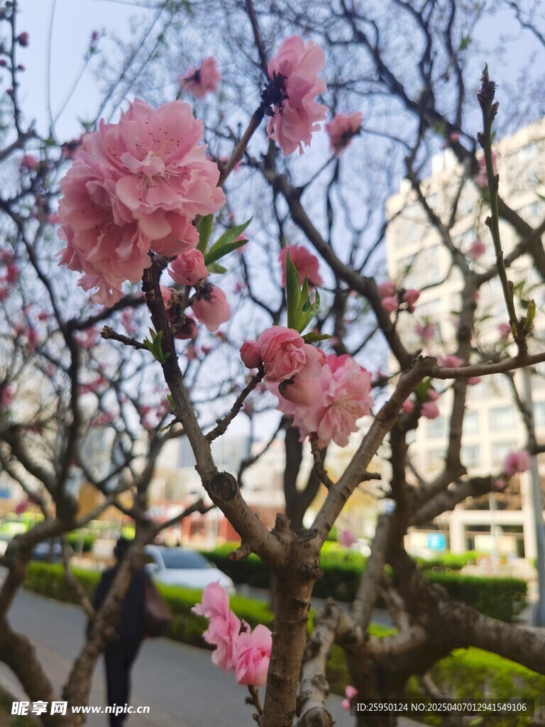 樱花