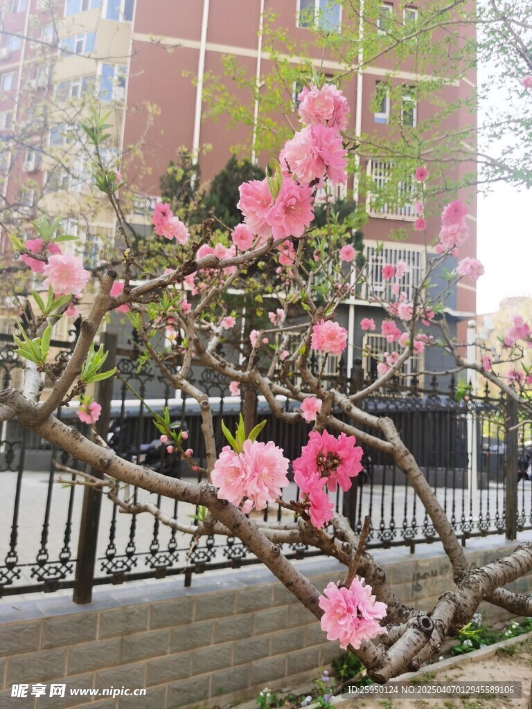 樱花