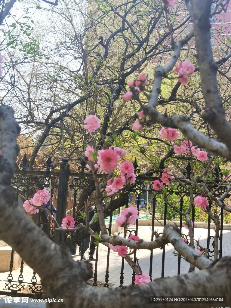 樱花