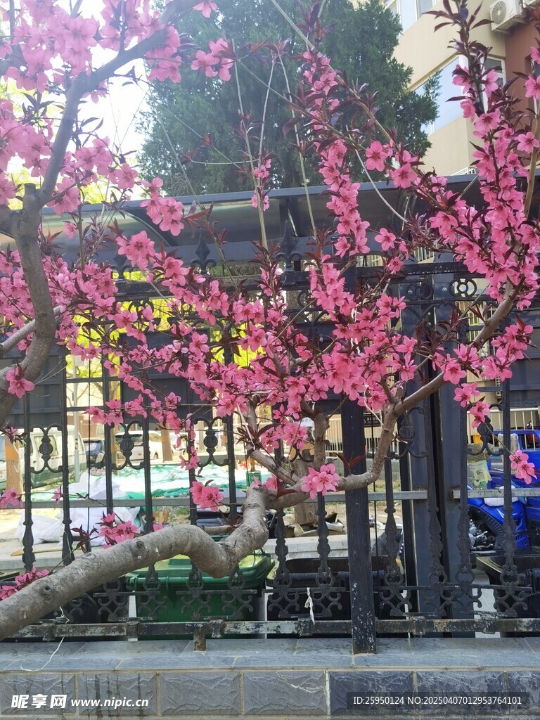 樱花