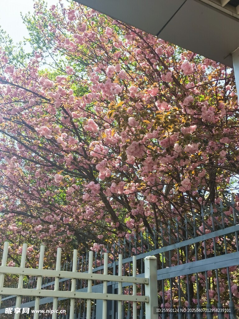 樱花