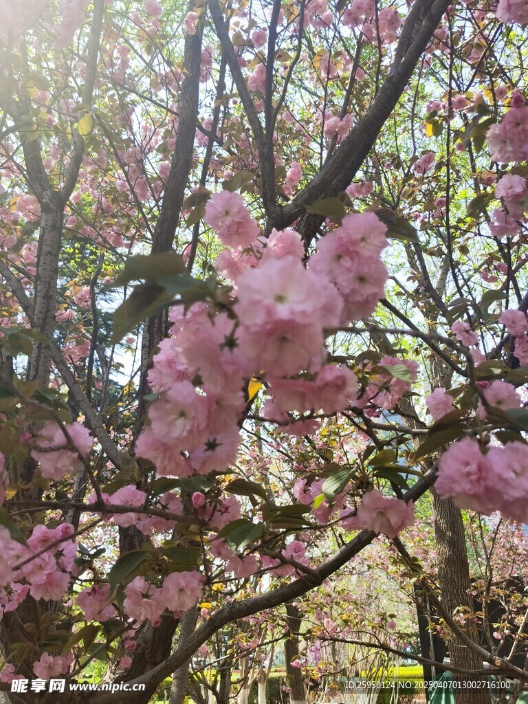 樱花