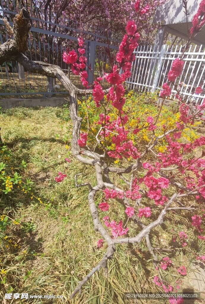桃花