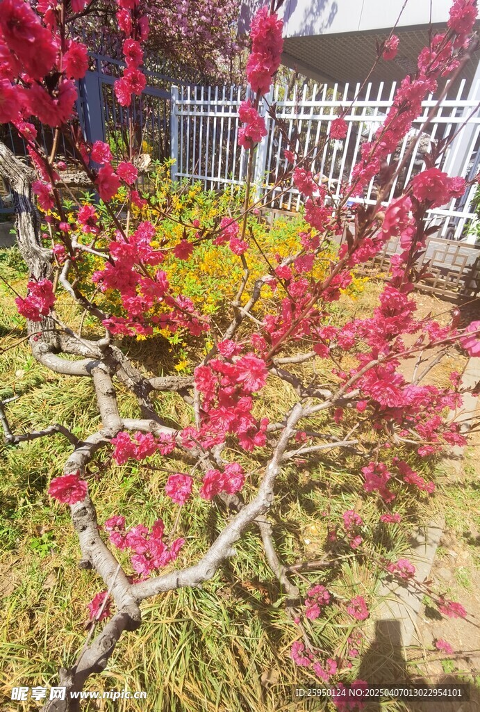 桃花