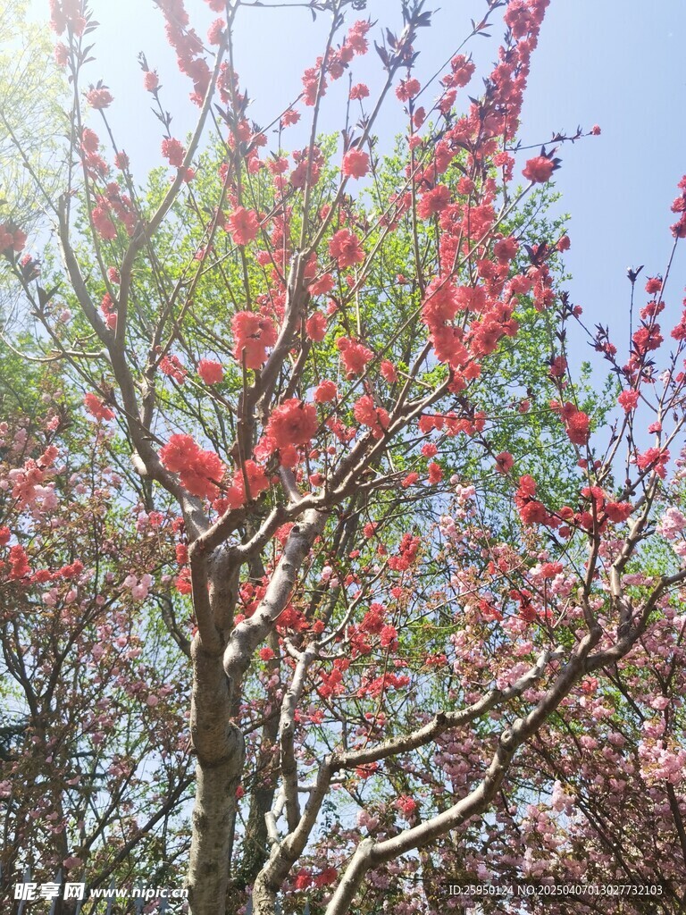 桃花