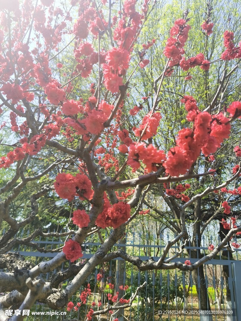 桃花