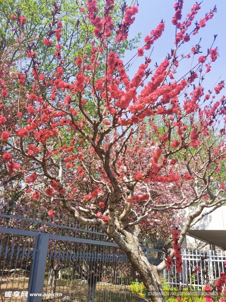 桃花
