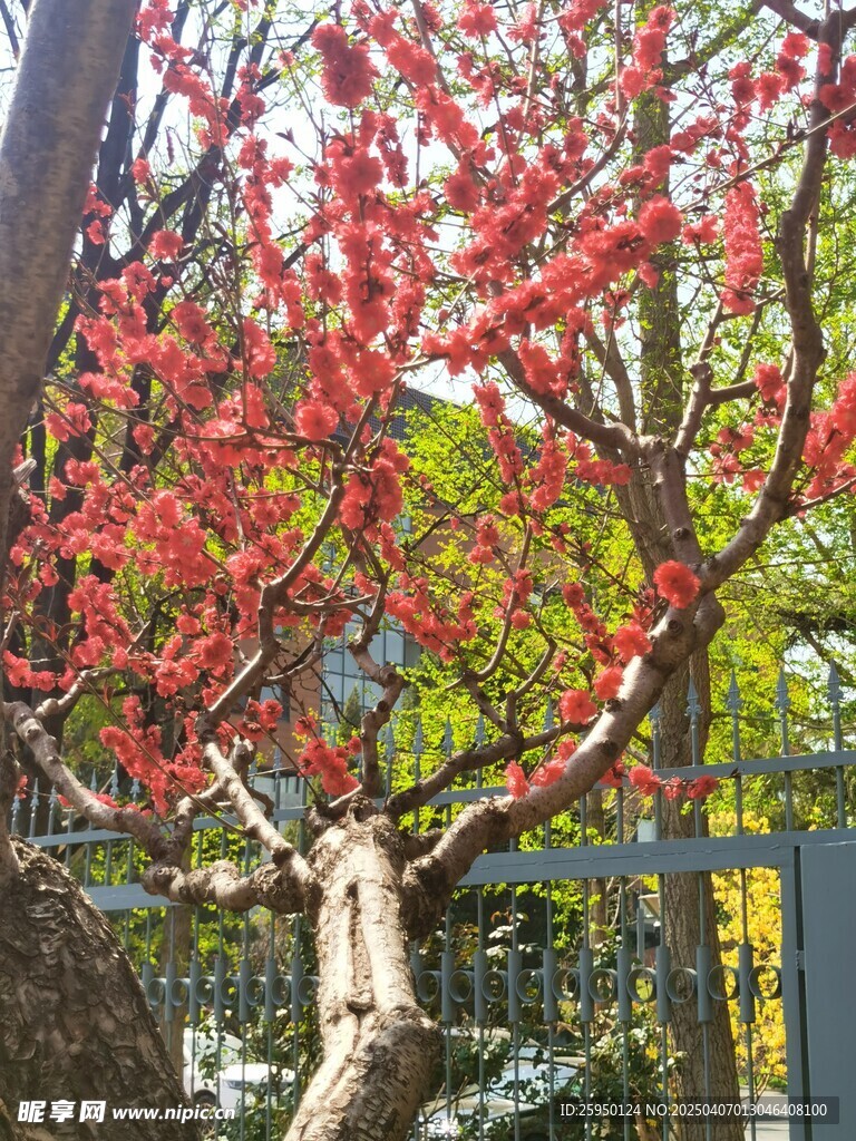 桃花