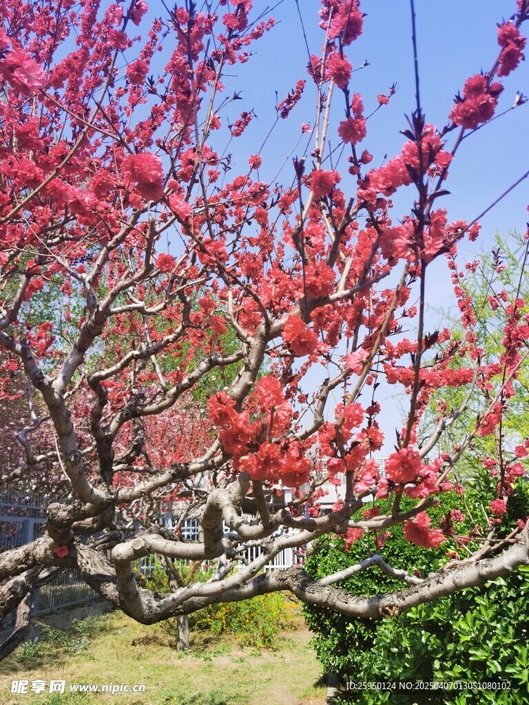 桃花