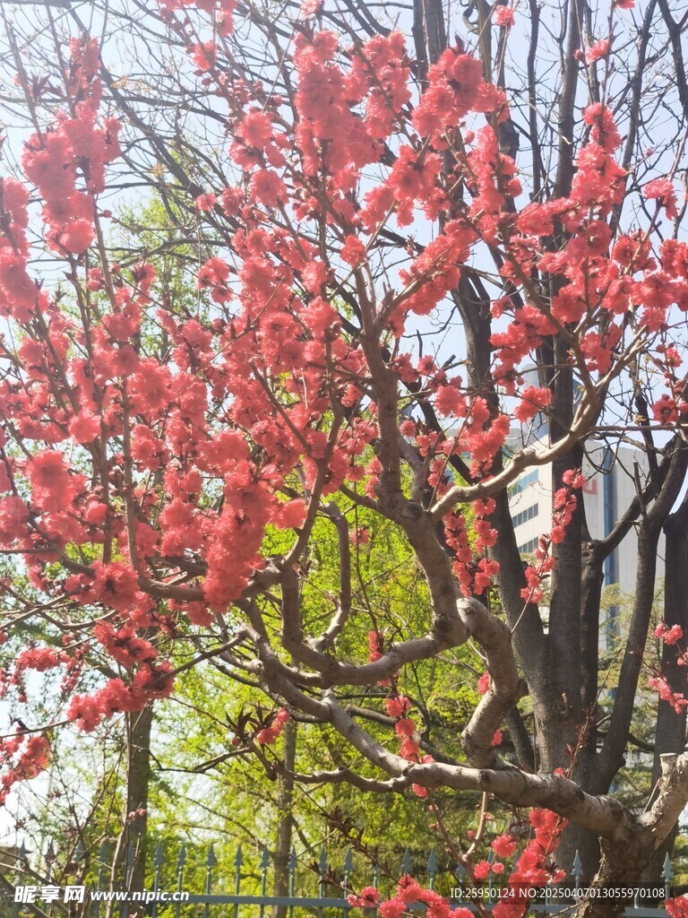 桃花