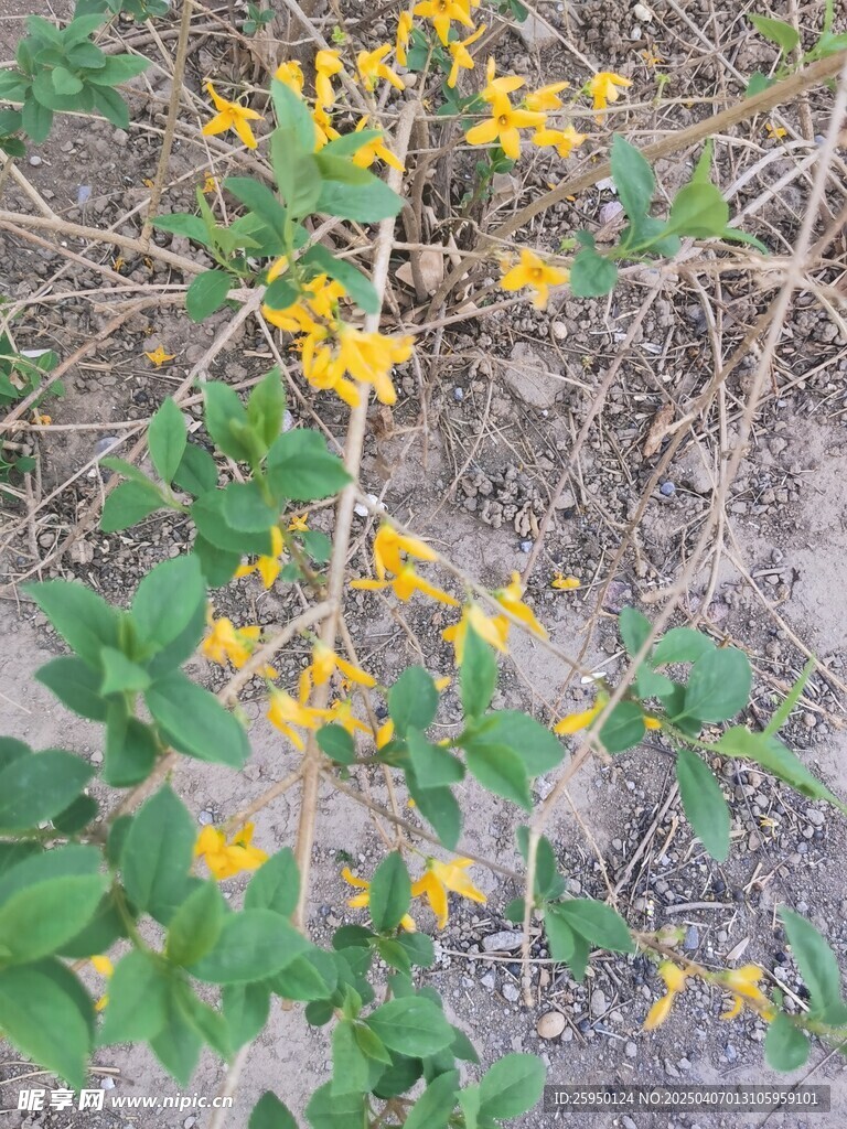 迎春花