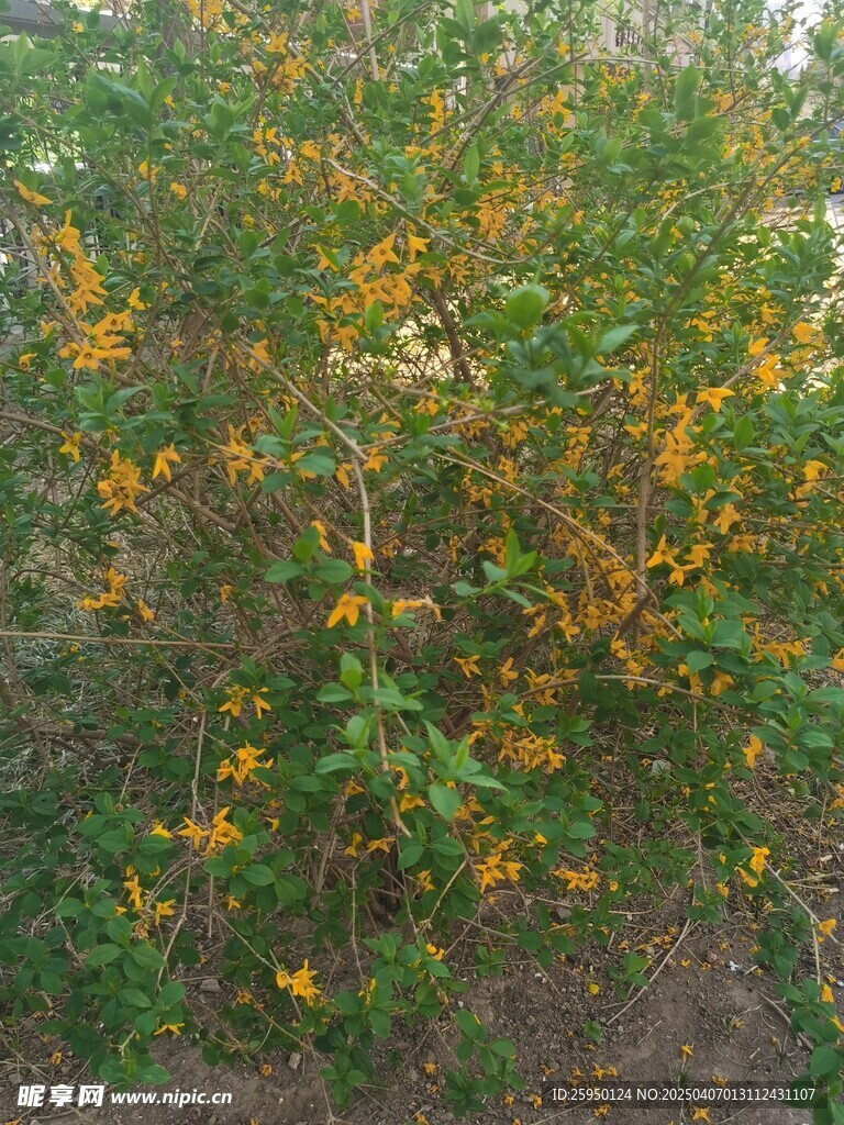 迎春花