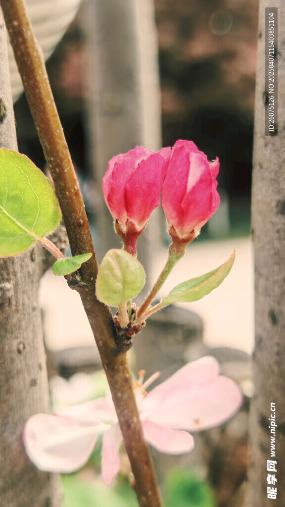花苞