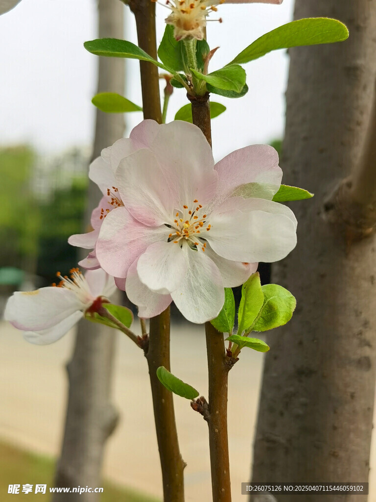 花朵