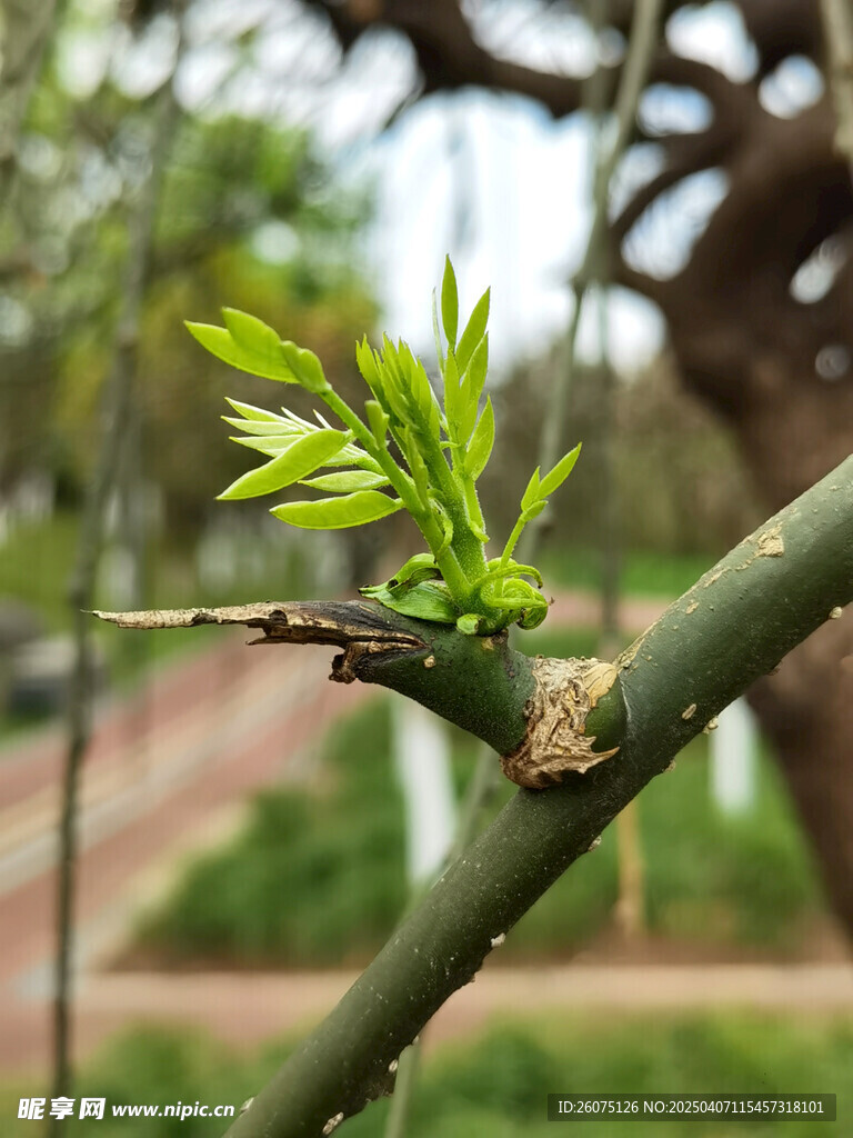 树芽
