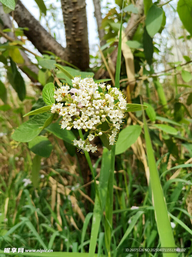 荚蒾
