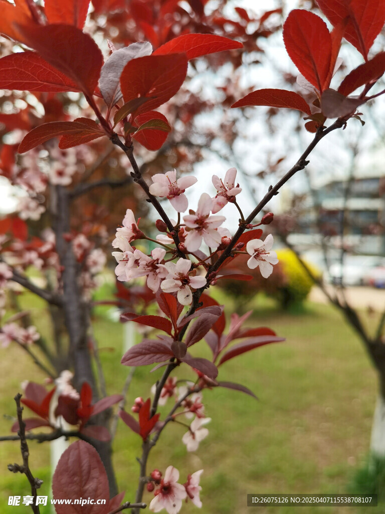 紫叶李