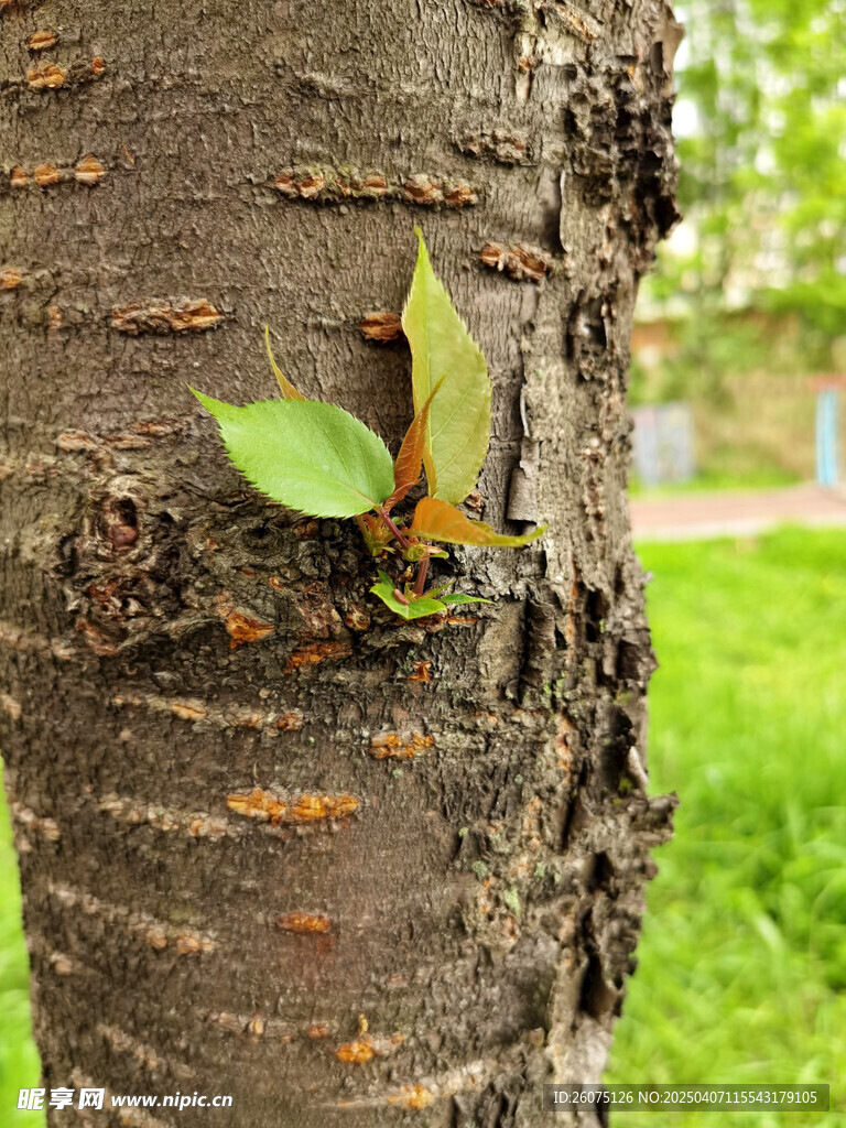树皮树芽