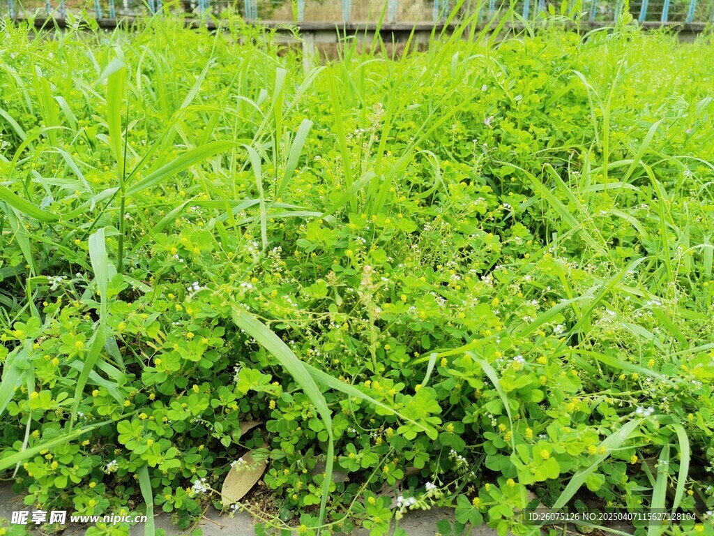 绿色野草