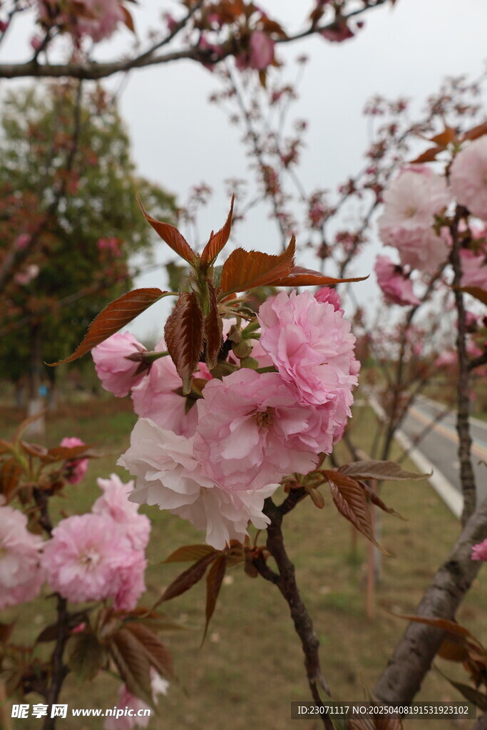 海棠花