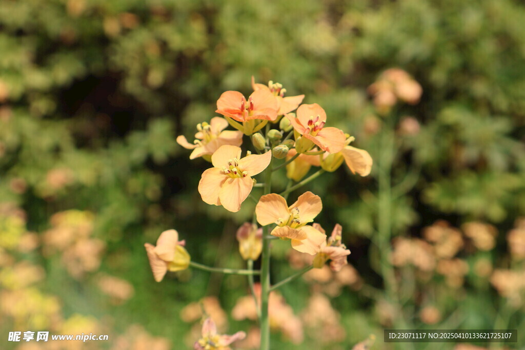 油菜花