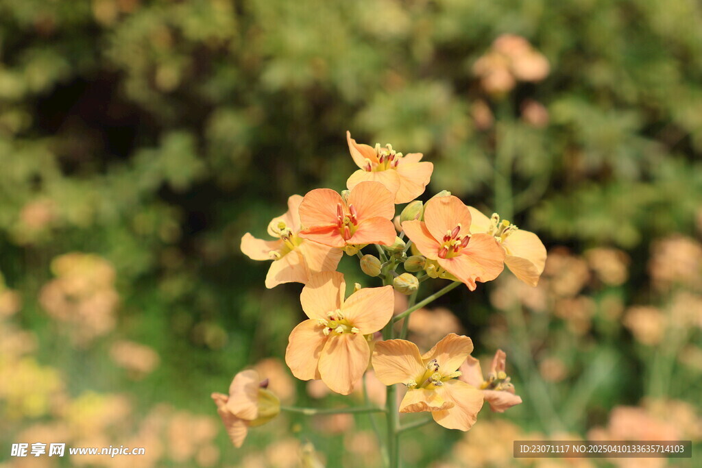 油菜花