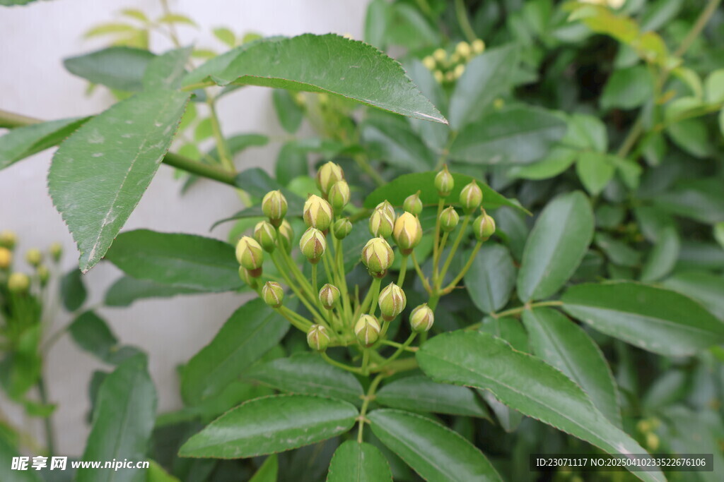 木香花