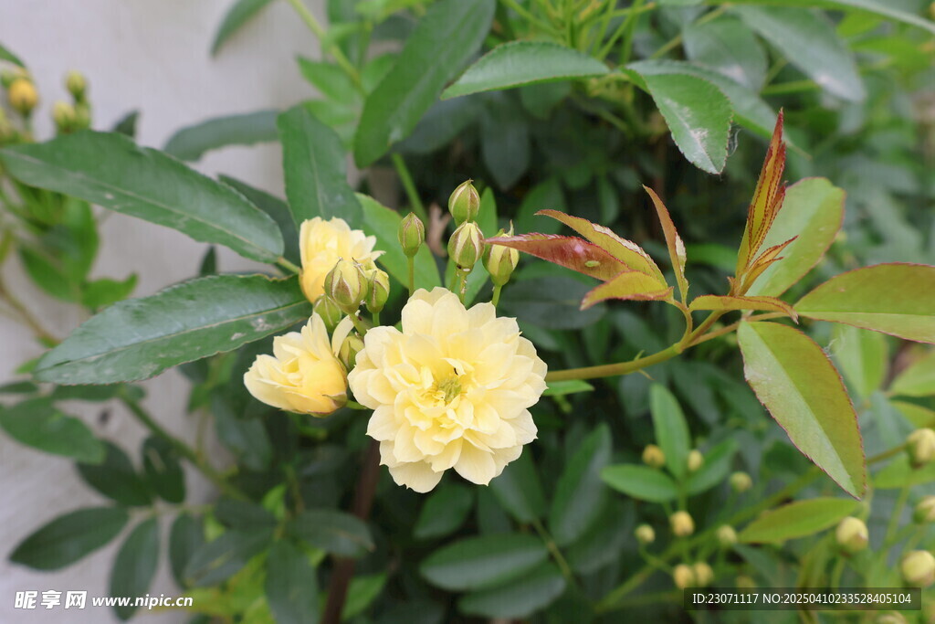 木香花