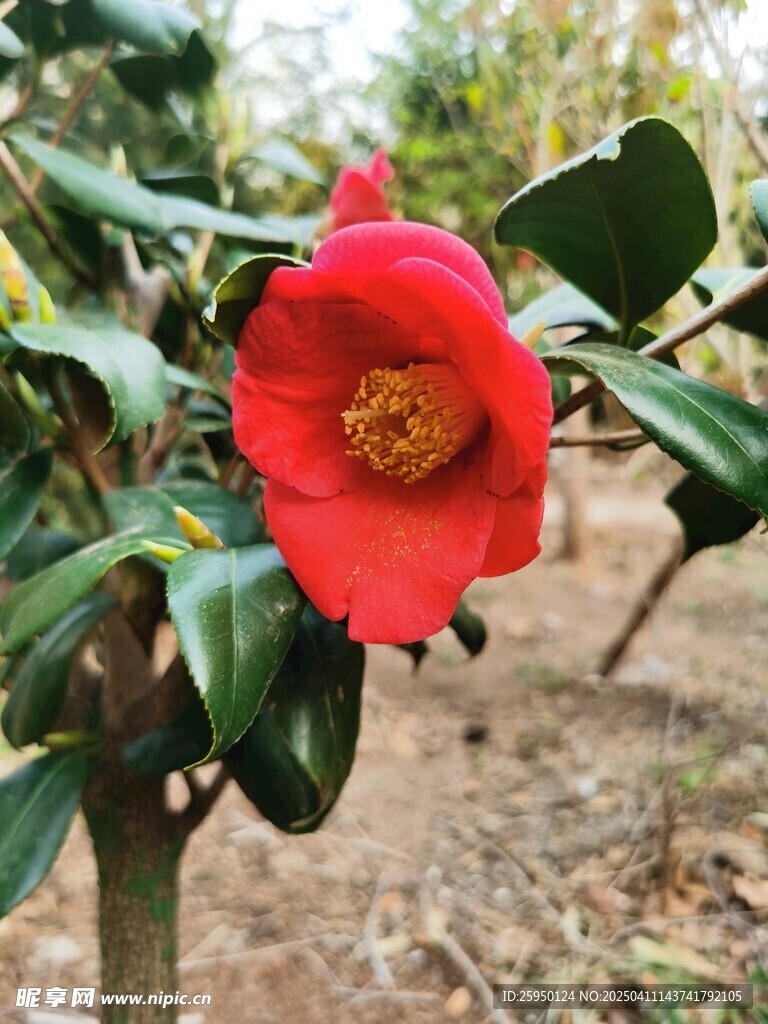 耐冬花
